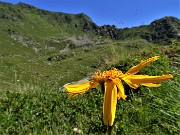 28 Arnica montana con vista in Tartano-Azzaredo